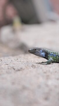 Detailed view of Canary Islands lizard with colorful markings, horizontal footage