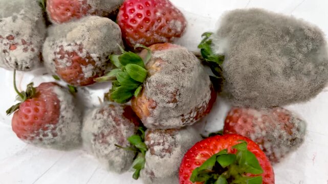 Moldy Strawberry Closeup Rotten Fruit Decay Fungal Texture Unhealthy Food Spoiled Organic Berry Macro Contamination Background