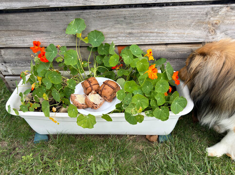 Easter buns at garden and Shetland sheepdog