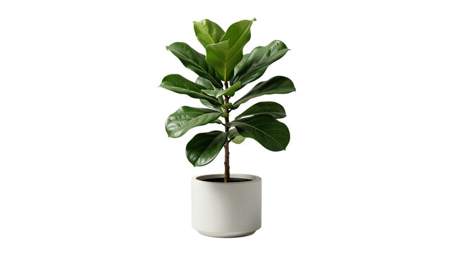 Potted Fiddle Leaf Fig on transparent background