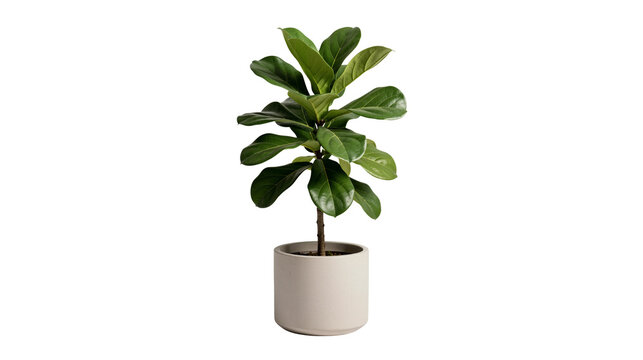 Potted Fiddle Leaf Fig on transparent background
