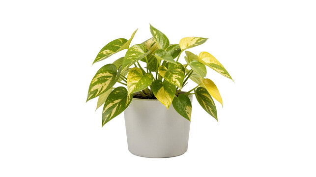 Potted Golden Pothos on transparent background