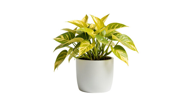 Potted Golden Pothos on transparent background