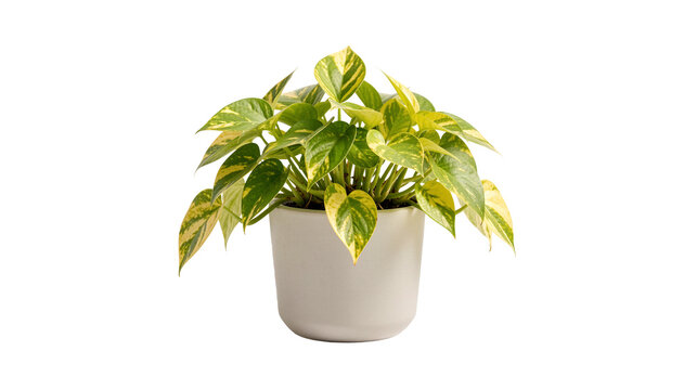 Potted Golden Pothos on transparent background