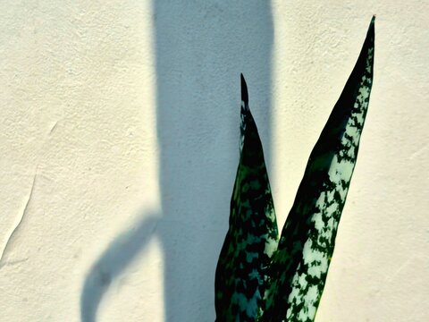 Snake plant leaves with dramatic shadows on a white textured wall.