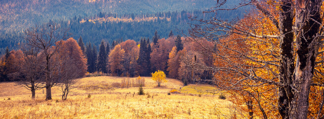 Naklejka premium Autumn in the mountains. Panoramic view of the mountain slope in autumn. Beautiful natural landscape. Carpathian Mountains. Bukovel, Ukraine