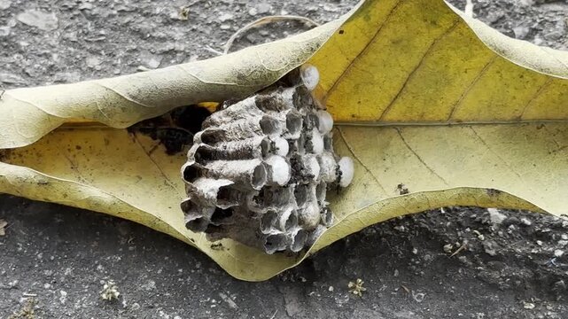 wasp nest, ant swarm  , nature