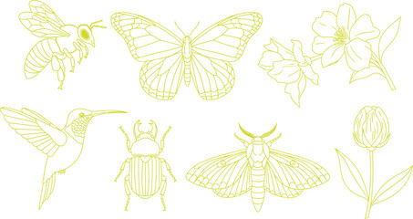 A collection of minimalist line art illustrations featuring various insects a hummingbird and flowers ideal for nature-themed designs and educational content © Zohaib
