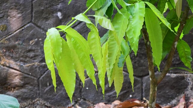 Young Mango leaves showing fresh green growth on a branch, gently moving in a mild wind.