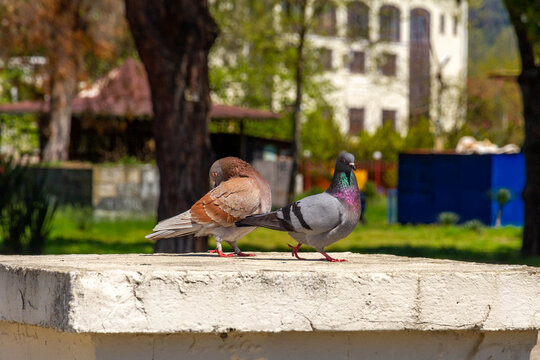 Two pigeons sitting on a stone parapet in a sunny city park. Urban birds on a blurred background of green trees and buildings during a bright spring day. Sukhum, Abkhazia.