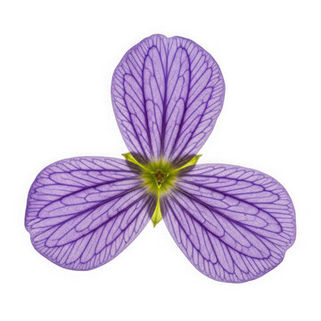 Delicate purple three-petal flower isolated on white background