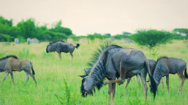 A Black wildebeest (Connochaetes gnou) Scratching his ears in kruger national park.