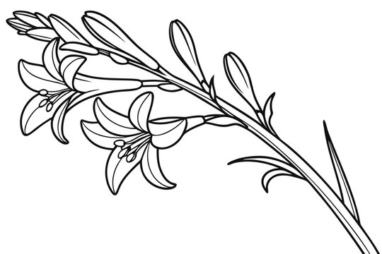 coloring page line art the tuberose flower black vector