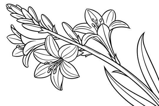 coloring page line art the tuberose flower black vector