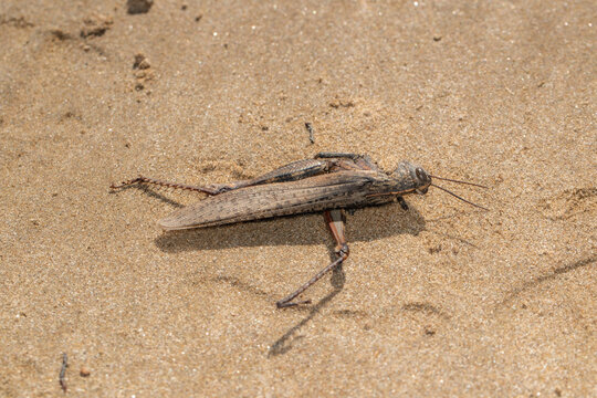 Dead insects washed ashore on Mediterranean beach, Rafalell i Vistabella, Valencia, Spain.