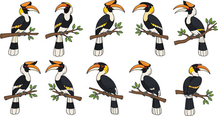 Hornbill bird collection perched on branches in colorful flat vector style, exotic tropical wildlife illustration set for nature, jungle, and educational design © Mdjony