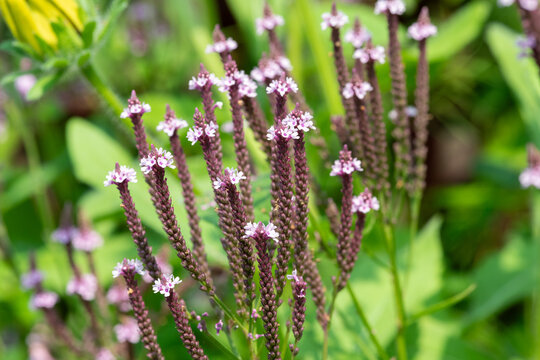 Swamp verbena (verbena hastata) flowers in bloom