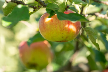 Obraz premium Close-up of a ripe rosy apple on a branch. A close-up of a large, juicy yellow-red apple ripening on a tree branch in a garden among green leaves