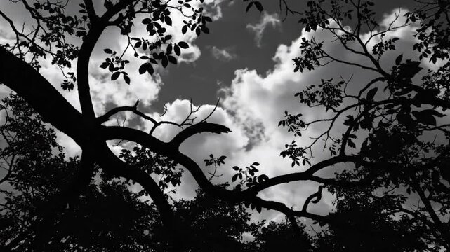 Black and white time lapse of tree branches against dramatic cloudy sky with sunlight peeking through