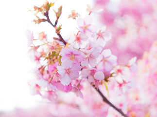 Naklejka premium blooming pink cherry blossoms with soft bokeh, spring floral background