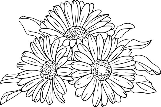 Delicate Black and White Outline of Daisy Flowers with Leaves White Background