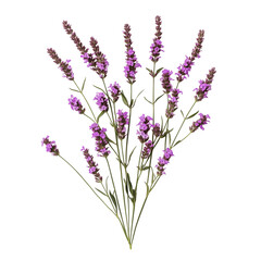 Fototapeta premium frontal Verbena binaries isolated on white background png