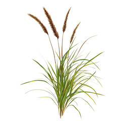 Fototapeta premium wheat ears isolated on white