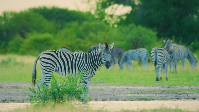 Close up of a Zebra drinking water from a small waterhole in savannah.