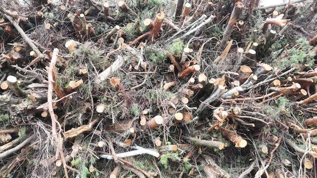 Pile of cut tree branches and logs in a forest clearing, showcasing the gradual accumulation of wood debris with surrounding trees and underbrush visible in the background