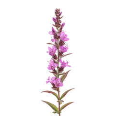 Obraz premium Lythrum salicaria purple-loosestrife isolated on white background png