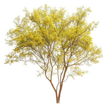 Parkinsonia aculeata сommon names palo verde isolated on white background png