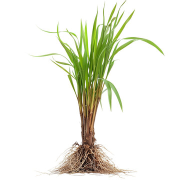 frontal Acorus calamus also called sweet flag, sway or muskrat root isolated on white background png
