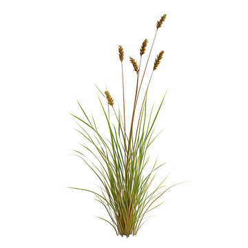 Juncus effusus common names common rush or soft rush isolated on white background png
 
