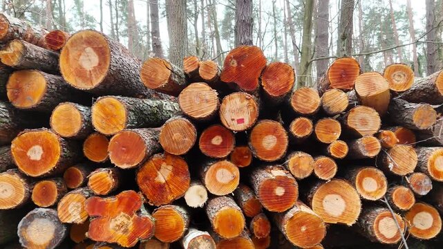 Stacked logs in a forest setting display a progression of cut tree trunks, showcasing varying diameters and textures, with a backdrop of trees and forest floor visible in the natural environment