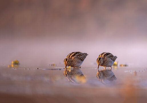 Common snipes feeding in misty lake with soft reflection during early morning light