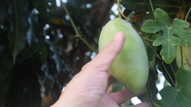 ripe mango tropical fruit hanging from branch on tree in garden picking by hand usedscissors cutiing