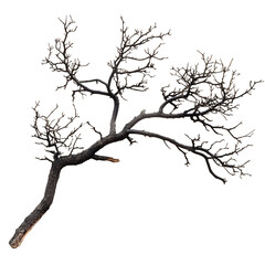 Fototapeta premium tree branch isolated on white background png