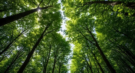 Fototapeta premium Lush Green Forest Canopy with Sunlight Peeking Through Tall Trees.