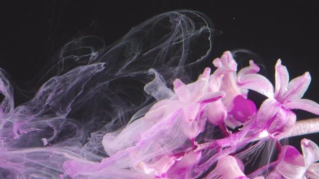 Pink hyacinth petals swirling in water, studio macro cinematic slow motion, inklike smoke curling against black background, translucent petals