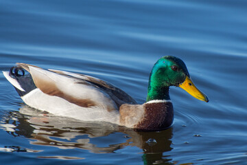 Fototapeta premium Male wild duck swimming on the water. Bright colors of the bird during the mating season, sexual dimorphism.