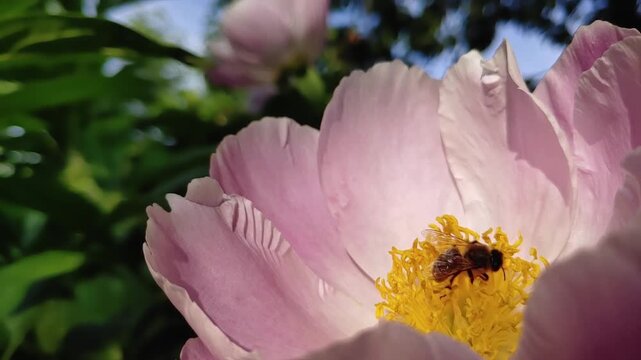 Honey bee (Apis mellifera) foraging, hovering and flying away from pink peony petals as a metaphor for efficiency and choice. Sunlight, Close-Up, Natural lighting, Slow motion. Connection and Freedom.