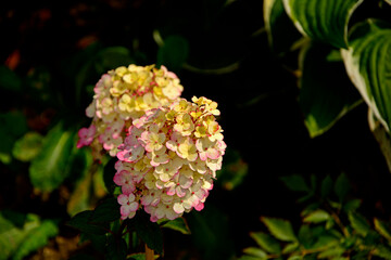 kwitnąca hortensja bukietowa, białe kwiaty, hydrangea paniculata or panicled hydrangea, krzew ozodbny, White flowers of hydrangea paniculata in garden, Hydrangea blooming, Hydrangea paniculata bloom © kateej