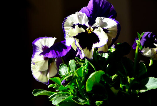 wiosenne bratki, fioletowo-ż&oacute;łte bratki ogrodowe, fiołki ogrodowe, Viola &times; wittrockiana, Beautiful purple-yellow pansy flowers, garden pansy