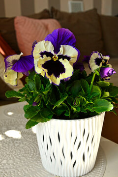 wiosenne bratki, fioletowo-ż&oacute;łte bratki ogrodowe, fiołki ogrodowe, Viola &times; wittrockiana, Beautiful purple-yellow pansy flowers, garden pansy