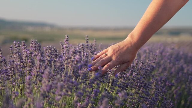 Hand lavender field touching flowers woman gently brushes scented blooms during sunset in summer
