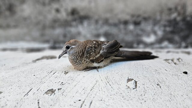 Contemplative Dove's Quiet Moments: A close-up shot of a small dove in a moment of tranquil reflection, with its soft feathers and gentle gaze, 