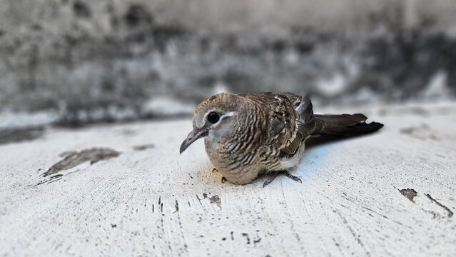 Zebra Dove on the Ground: A captivating close up of a Zebra Dove