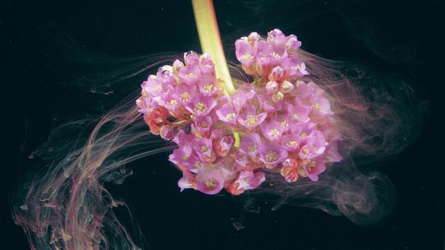 Pink flower cluster floating underwater, soft ink tendrils curl around stem, studio black background, dreamy pastel clouds, macro detail revealing