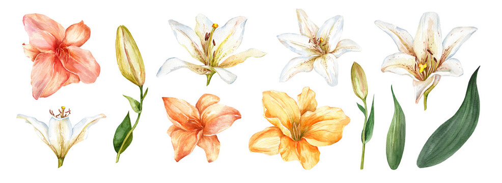 Set of watercolor illustrations featuring lilies and leaves. Yellow and white flowers with buds isolated on a white background