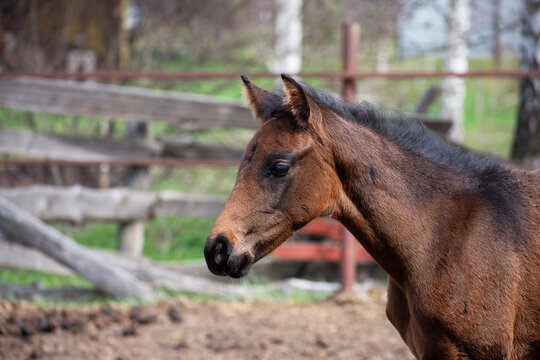 Cute brown foal standing in sunny paddock. Young horse with dark mane and alert ears on ranch. Animal husbandry and rural livestock farming concept. Small mammal in farm enclosure.